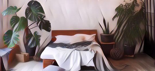 7 Rekomendasi Tanaman Hias Bikin Kamar Tidurmu Estetik dan Nyaman