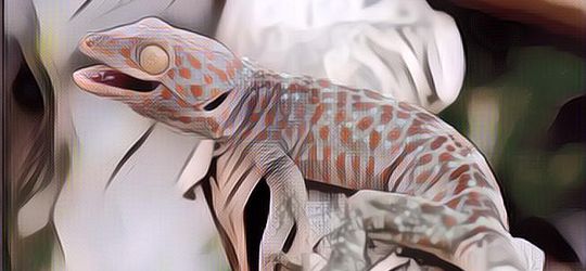 4 Negara yang Mengimpor Tokek dari Indonesia, Wah Ternyata Cuan Banget Bisnis Jual Beli Tokek