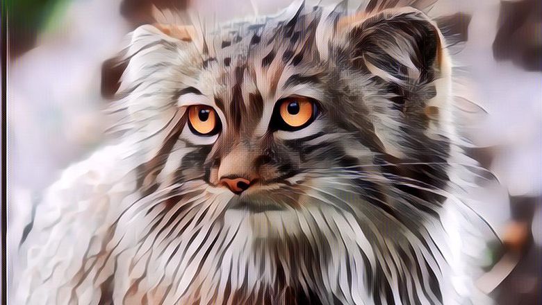 Bulunya Lebat dan Menggemaskan, Ini 4 Fakta Menarik Kucing Pallas