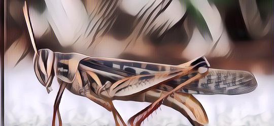 Belalang Goreng: Kuliner Khas Gunungkidul yang Capai Harga Fantastis