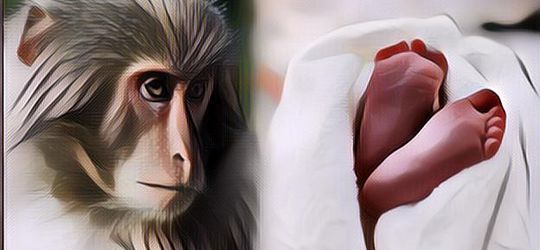 Tragis! Bayi 4 Bulan Tewas Setelah Dilempar Monyet Dari Lantai 3 Jelang Perayaan Ultah Sang Kakak