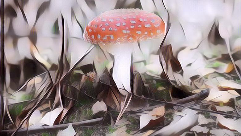 Jenis Jamur Ini Adalah Yang Paling Beracun Di Dunia, Jangan Pernah Memakannya Sedikit Pun!