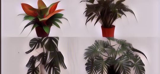 10 Macam Tanaman Philodendron yang Bisa Kamu Koleksi untuk Mempercantik Ruangan di Rumah