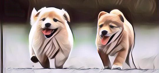 Tingkah Laku Anak Anjing Ini Bikin Ngakak, Toton Kelakuannya..