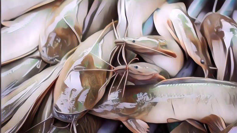 Saat Kolam Renang Disulap Jadi Kolam Lele Karena Pandemi Virus Corona