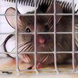 Pengusir Tikus dari Bahan Rumahan, Solusi Sederhana Tanpa Kimia Berbahaya