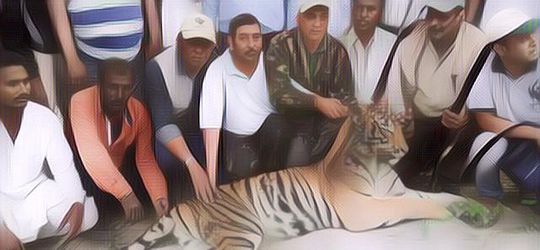 3 Negara yang Penduduknya Hidup Berdampingan dengan Hewan Buas, Kamu Sanggup Nggak?