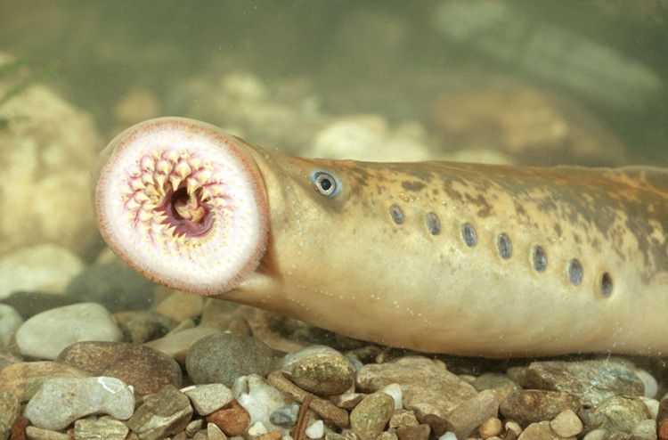 5. Lamprey