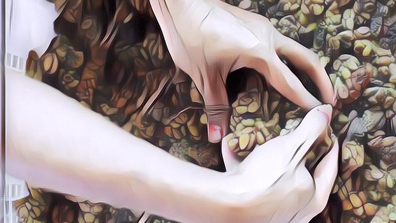 Seorang Ahli Sebut 95% Kopi Luwak di Indonesia Kemungkinan Tipu-tipu, Simak Alasannya ...