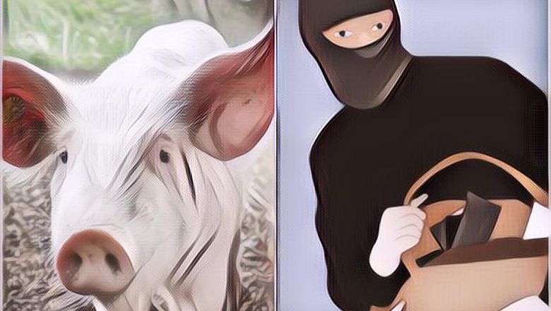 Pertanyaan Nyeleneh Tentang Babi Ngepet di Depok, Selalu Berakhir Tidak Memuaskan