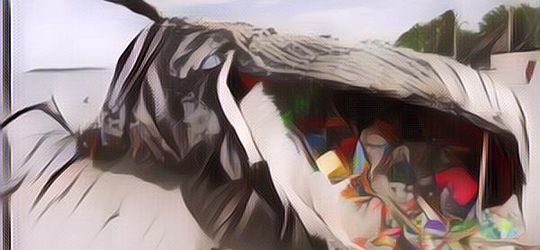 Paus Di Wakatobi Telan Sampah Hingga 5,9 Kg