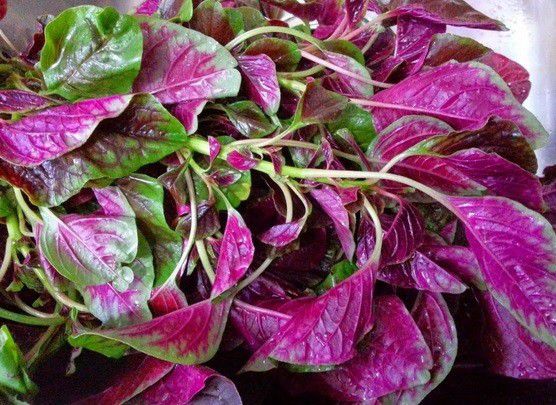 4. Meningkatkan Sistem Kekebalan Tubuh