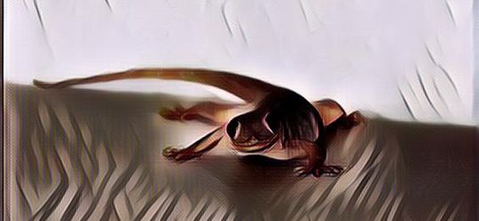 5 Cara Jitu Mengusir Cicak yang Berkeliaran di Rumah