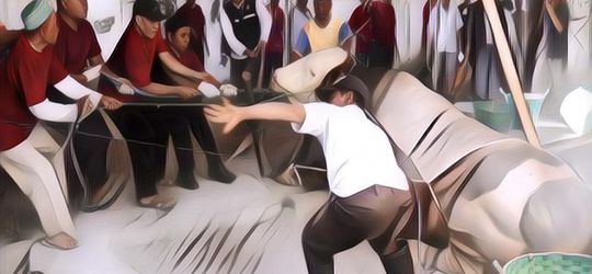 Heboh! Kompilasi Sapi Ngamuk Saat Idul Adha