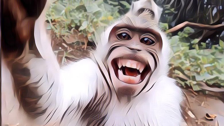 Akibat Pentingkan Kawin Daripada Cari Makan, Monyet Thailand Disterilkan