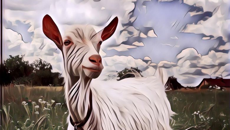 Heboh! Ada Kambing Lahir yang Wajahnya Mirip Manusia