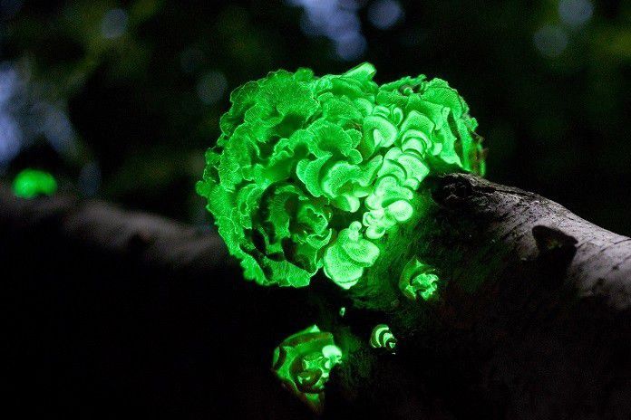 5. Glowing Mushroom, Inggris
