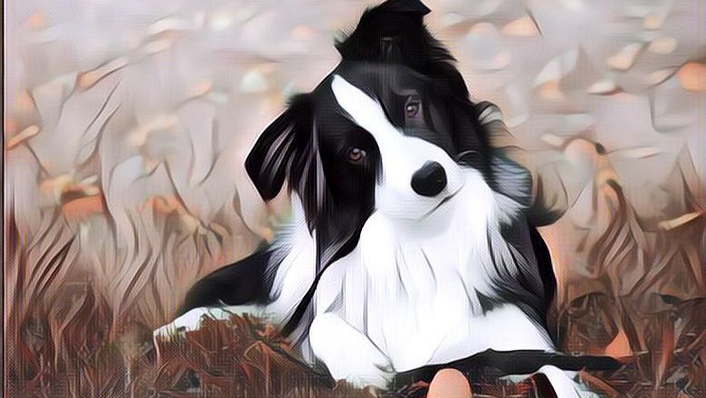 Wujudkan Mimpinya Sejak Kecil Untuk Jadi Anjing, Pria Jepang Habiskan Rp288 Juta Buat Ini