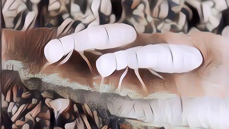 Taruh Tanaman Ini Di Dekat Rumah Agar Rumah Anda Bebas Dari Rayap