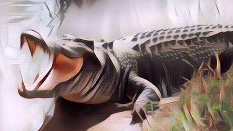 Sepatu Model Buaya Jadi Tren di Media Sosial, Pas Dipakai Bikin Ngakak