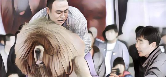 Fakta-fakta Tibetan Mastiff: Anjing Raksasa dari Tibet