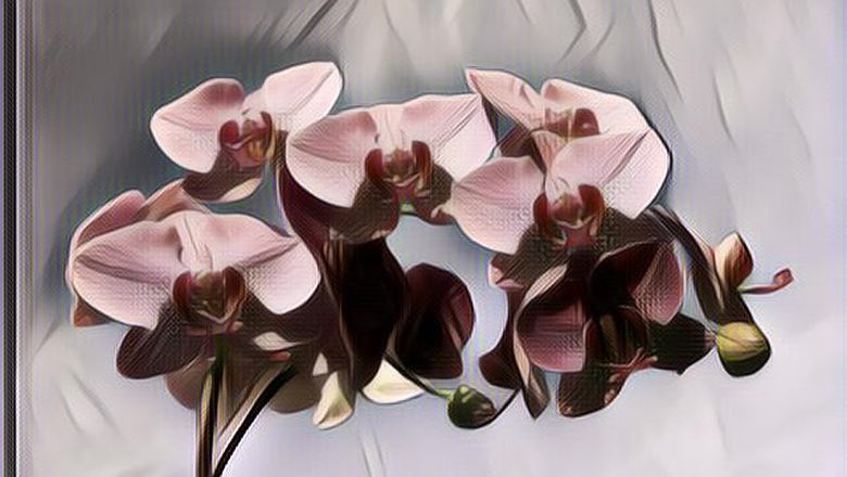 Tanaman Hias Ini Selain Cantik Juga Bisa Menghasilkan Oksigen Lho, Koleksi Sekarang Juga!