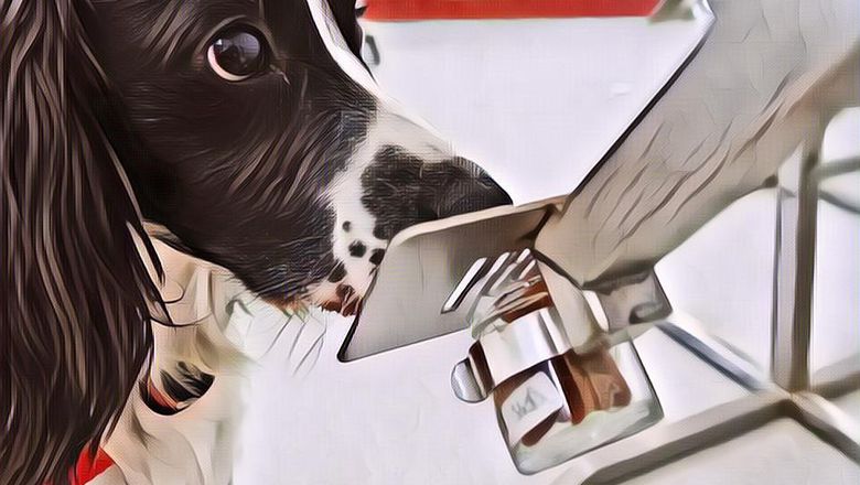 Peneliti Menyebut Bahwa Anjing Bisa Mendeteksi Covid-19 Pada Tubuh Manusia, Begini Caranya ...