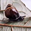 Cerita Tragis Siput Sebatang Kara
