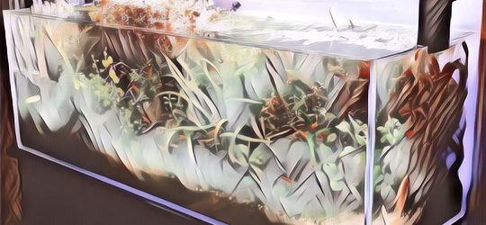 Ini Lho Posisi Akuarium di Rumah yang Benar Menurut Fengshui