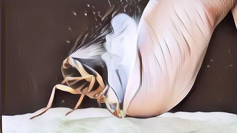 Ilmuwan Amerika Ingin Membuat Senjata dari Serangga?