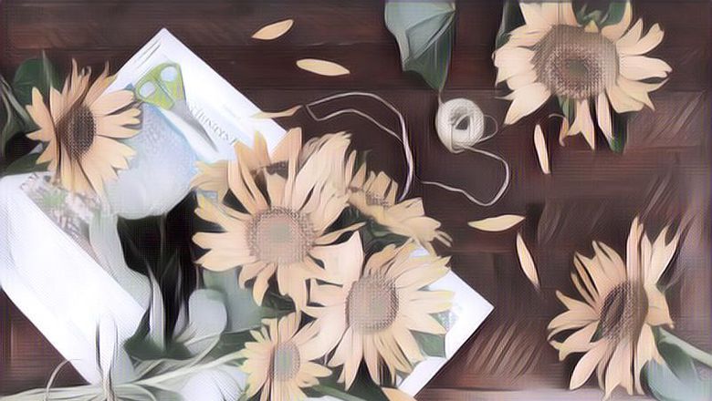 Tips Menanam Bunga Matahari, Bunga Aesthetic Penghasil Kwaci