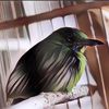 Pecinta Burung Tolak Peraturan tentang Satwa Dilindungi, Dinilai Cuma Akal-akalan Saja
