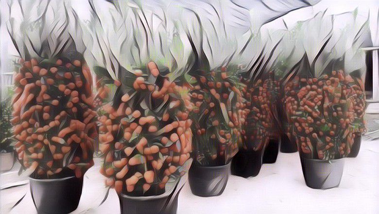 Tanaman-tanaman Ini Bisa Datangi Rezeki Penghuni Jika Ditanam di Rumah