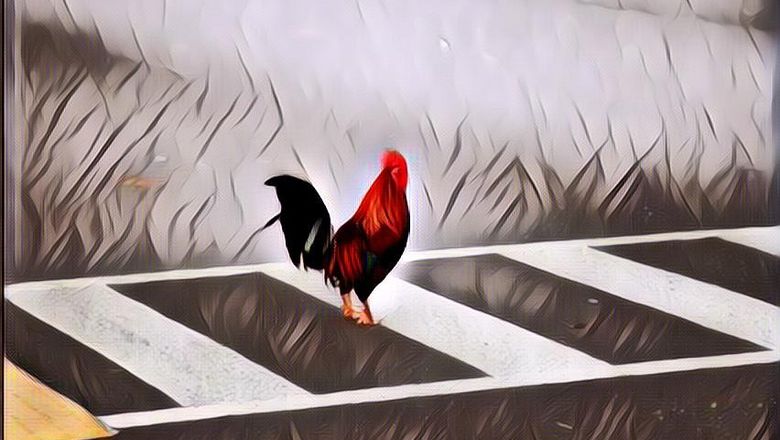 Jawaban Ilmiah Soal Kenapa Ayam Nggak Menyeberang Jalan?