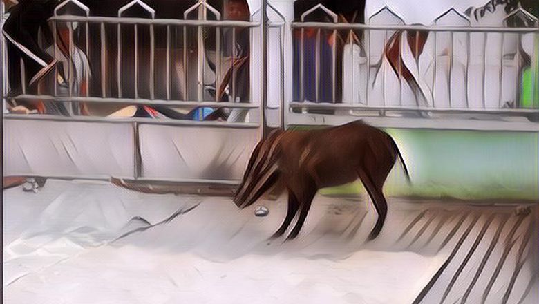 Heboh Ada Babi Liar Masuk ke Rumah, Eh Malah Sibuk Keliling