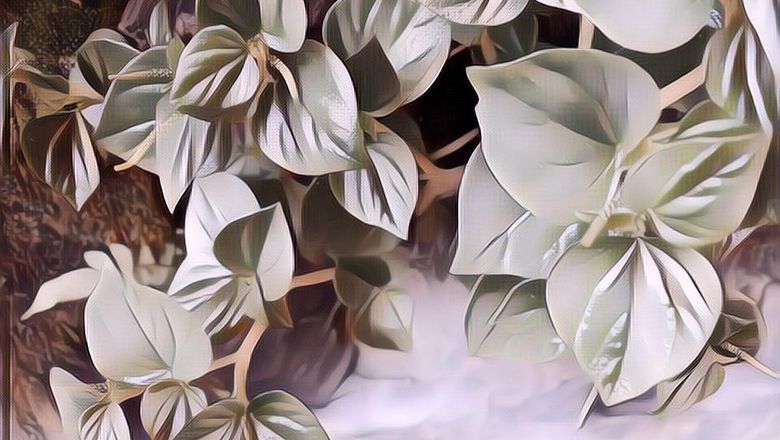 Kegunaan Daun Sirih Cina, Banyak Yang Ngira Rumput Loh, Eh Ternyata Berkhasiat