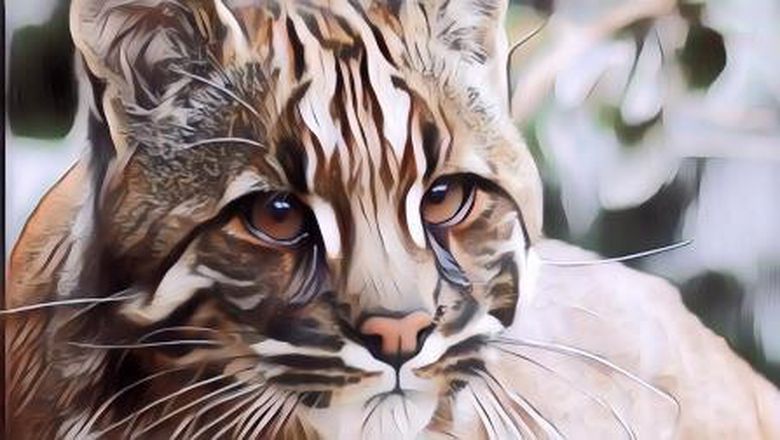 Ditemukan Kucing Emas Langka yang Ternyata Warnanya Gak Emas-Emas Juga Sih