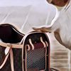 Louis Vuitton Rilis Tas Khusus untuk Pup Anjing, Segini Harganya