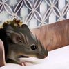 Cara Mengusir Tikus yang Bandel di Rumah, Sederhana Banget~