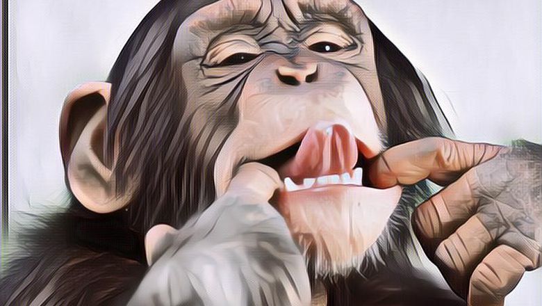 Hewan-hewan yang Dianggap Paling Cerdas di Bumi, Gak Bisa Diremehkan!