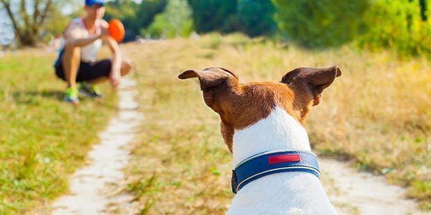 4. Alihkan perhatian anjing dengan objek lain