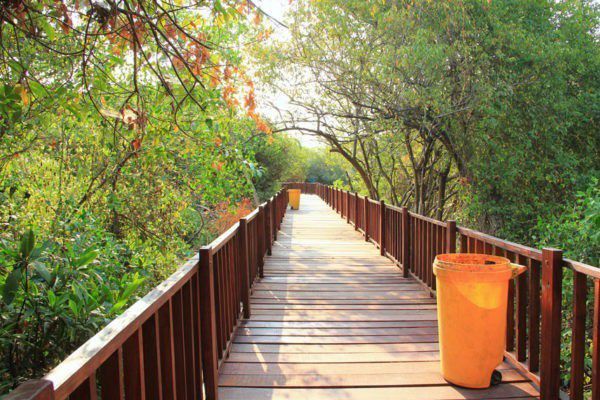 3. Hutan Mangroove Wonorejo