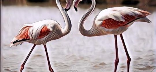 Sering Jadi Simbol Cinta, Begini Kehidupan Burung Flamingo yang Setia Pada Pasangan