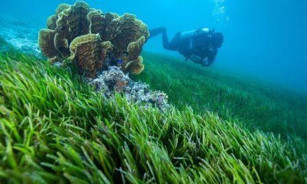 2. Manusia bisa menanam di lautan