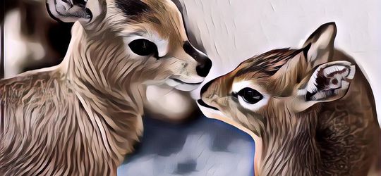 7 Hewan yang Setia Cuma Sama Satu Pasangan Seumur Hidup, Bahkan Ada yang Pacaran!