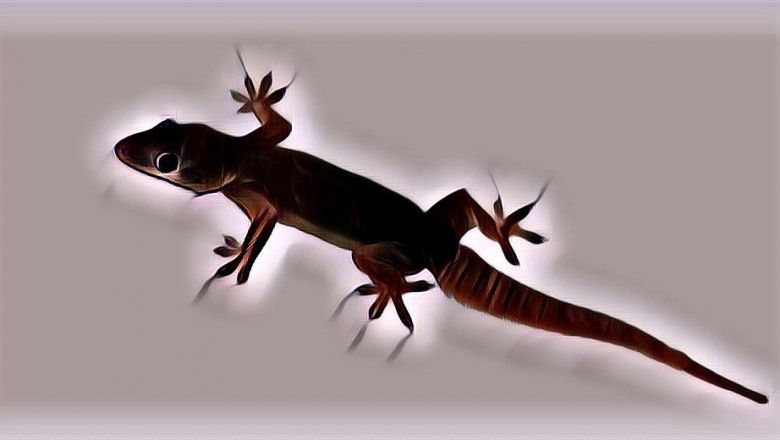 Mitos Kejatuhan Cicak yang Masih Ditakuti Masyarakat Indonesia Hingga Saat Ini