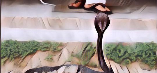 Wajib Baca! Ini Dia Ciri-Ciri Ular Berbisa dan Tips Lakukan Pertolongan Pertama pada Gigitan Ular