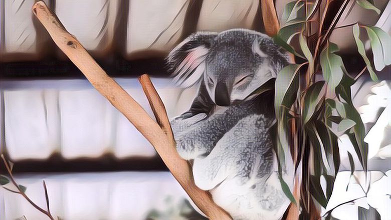 Aksi Heroik Seorang Perempuan yang Selamatkan Koala dari Kebakaran Hutan