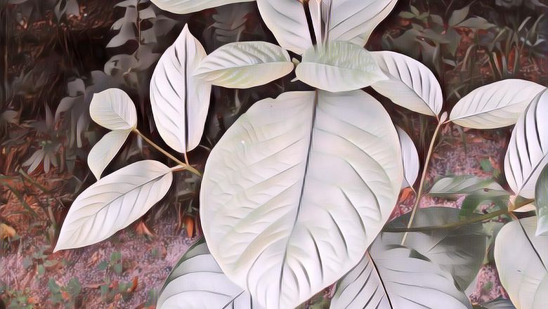 Nge-Fly Pakai Daun Kratom, Tanaman Apa Sih Ini?