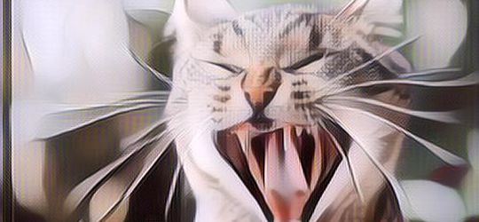 Meski Masih Satu Keluarga dengan Macan dan Jaguar, Ini Alasan Kenapa Kucing Tak Makan Manusia